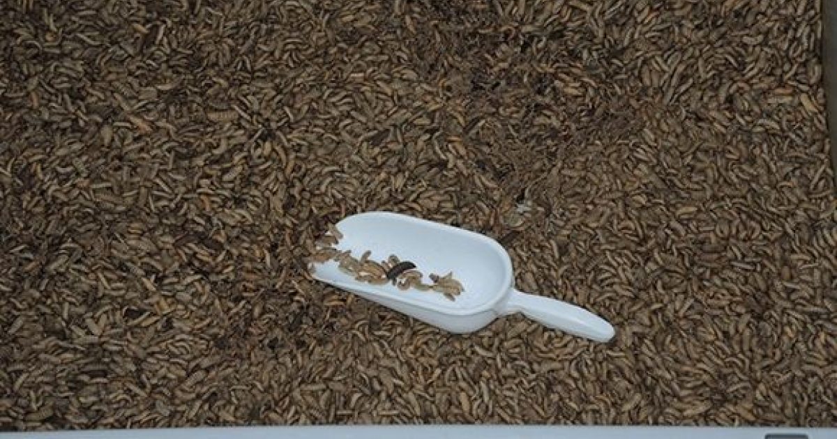 Pilot Insect DVO | Insect Pilot Plant mikt op ingebruikname pilootinstallatie…