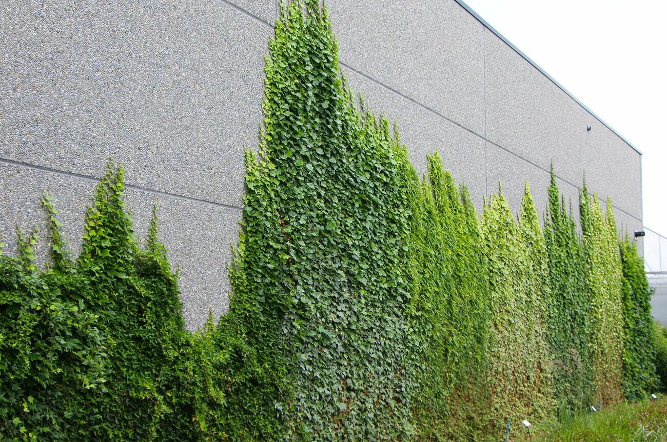 Gevelgroen2 140825