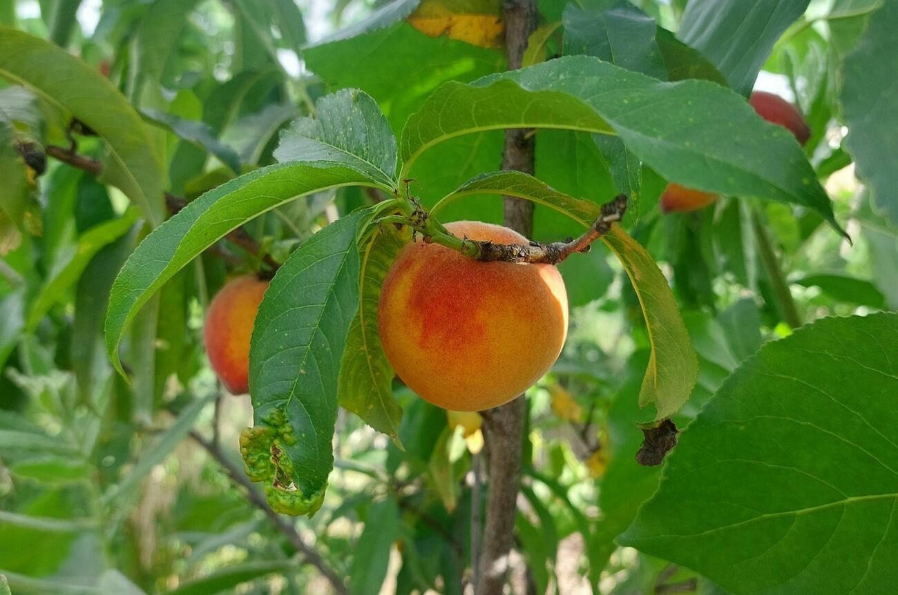 TUI CF Fieldtofork3 140825