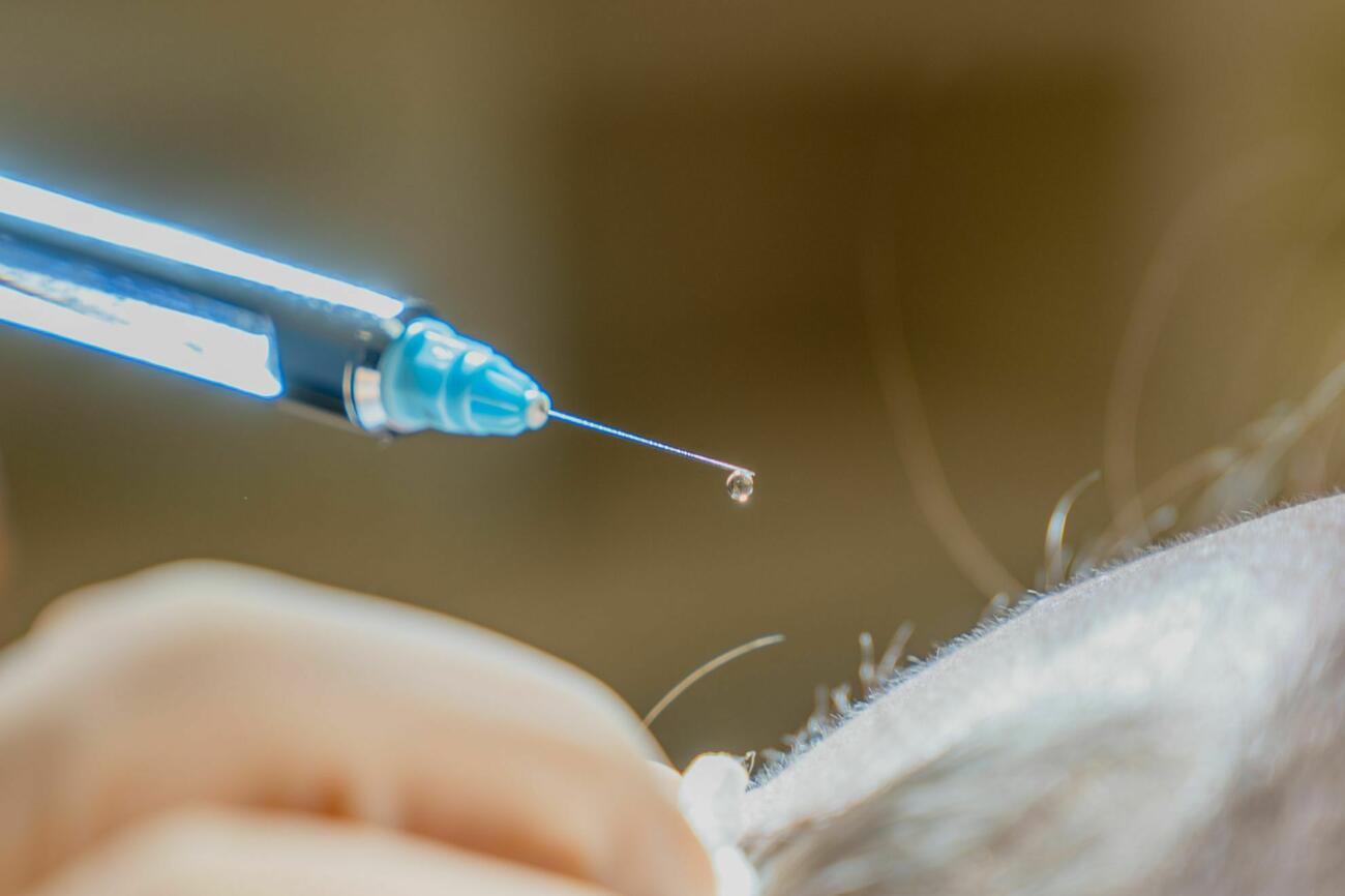 Hairmasbrasschaat6 110226